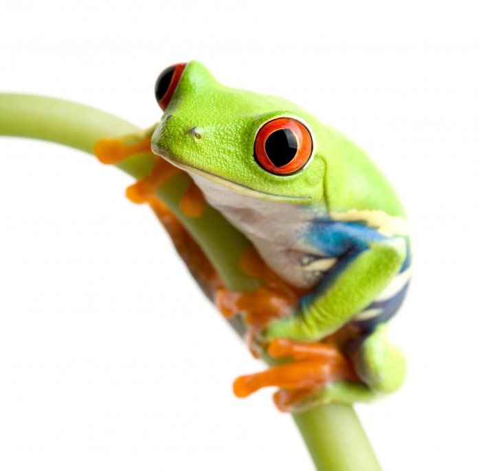 frog2.jpg (461 KB)