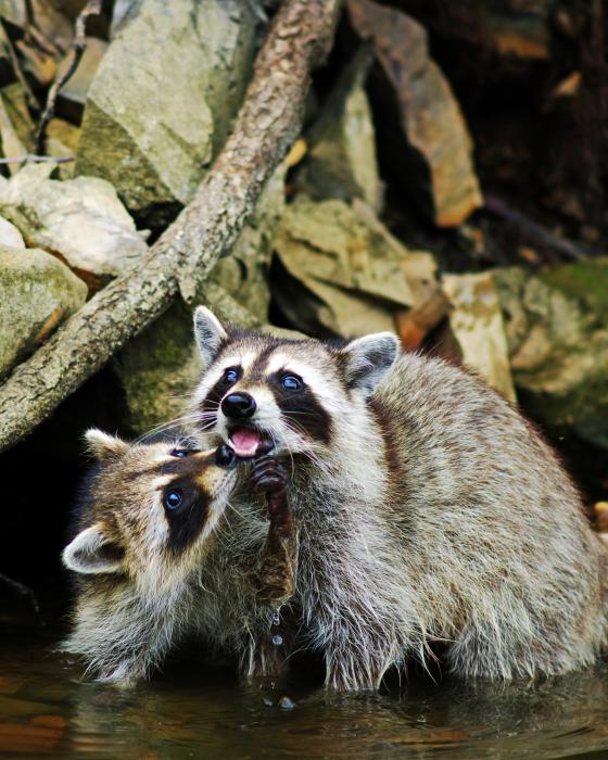 raccoon-love-ron-kruger.jpg (76 KB)