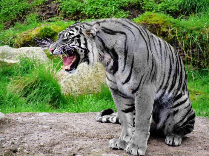 White-Tiger-roar.jpg (168 KB)
