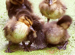 tumblr_m5n0e4lflM1ryds47o1_250.gif (994 KB)