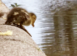 tumblr_m5n0e4lflM1ryds47o4_250.gif (966 KB)