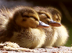 tumblr_m5n0e4lflM1ryds47o8_r1_250.gif (987 KB)