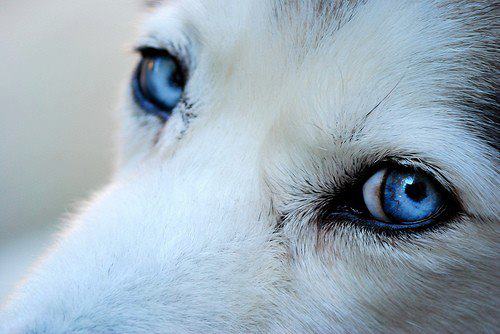 blue-eyes.jpg (30 KB)