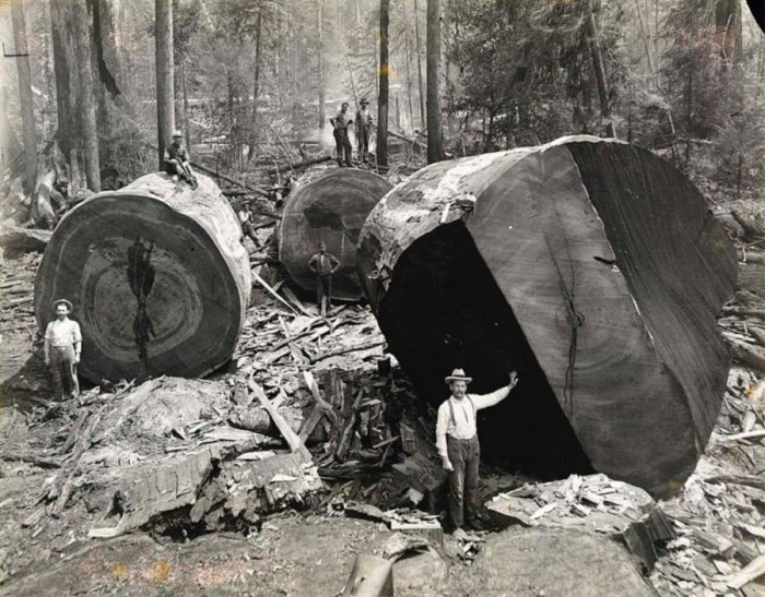 logging-in-the-Redwood-Forests-of-California1.jpg (194 KB)