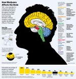 how cannabis affects the brain