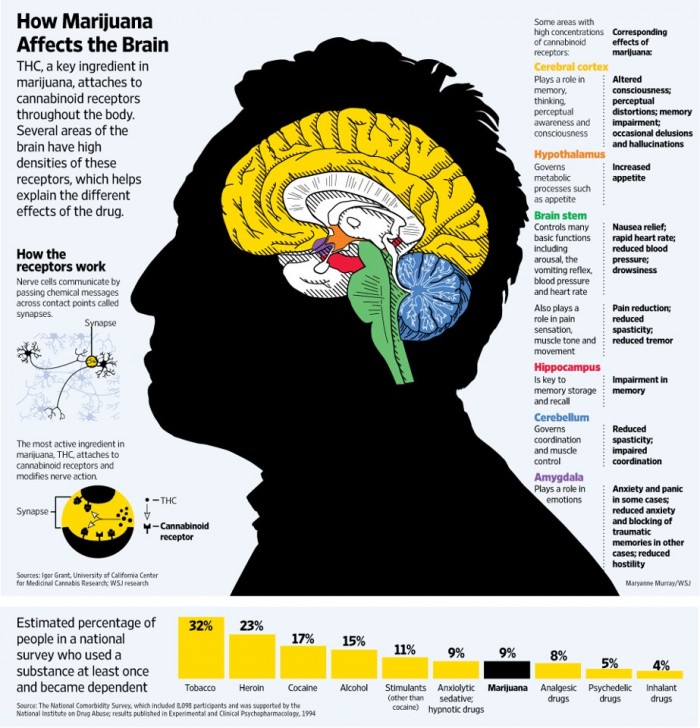 how-cannabis-affects-the-brain.jpg (177 KB)