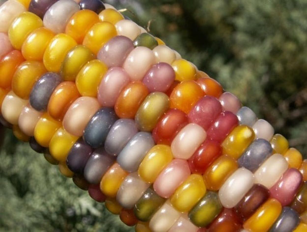 Multicolored-Corn.jpg (84 KB)