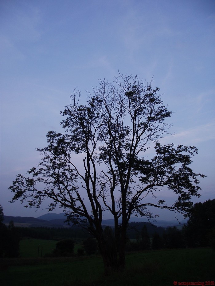 nightly_tree_and_sky.jpg (452 KB)