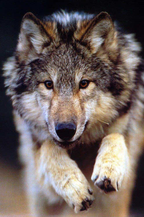 0633_c08f.jpeg (378 KB)