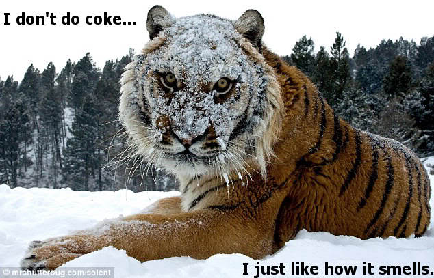 i-dont-do-coke-i-just-like-how-it-smells-cocaine-tiger.jpg (62 KB)