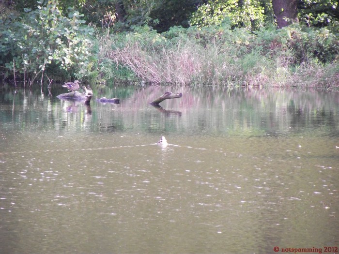 water3.jpg (491 KB)