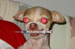 My dog Dinkey has a drug habit.
