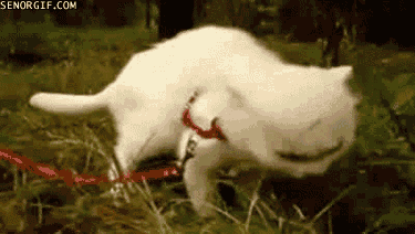 creepiest_kitten.gif (1 MB)