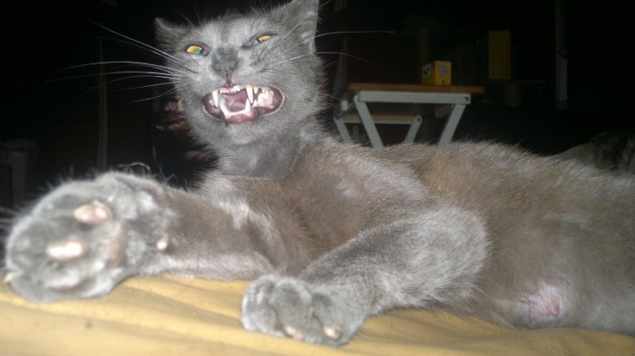 the-cat.jpg (624 KB)