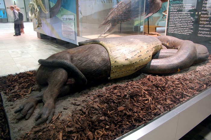 anaconda_eating_capybara_senckenberg_museum.jpg (323 KB)