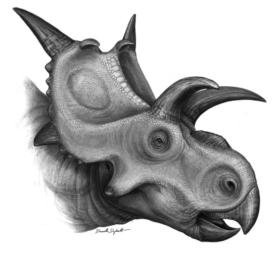 xenoceratops-large.jpg (81 KB)