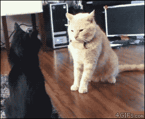 Calm-cat-attack.gif (1021 KB)
