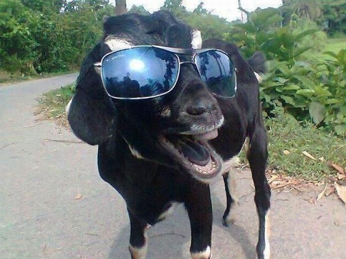 casegoat.jpg (64 KB)