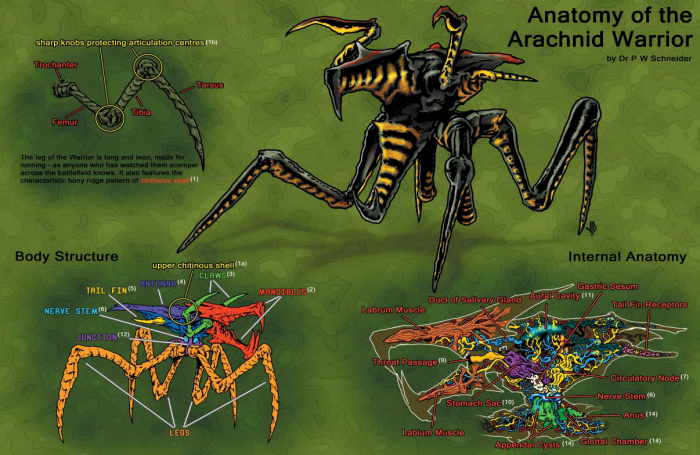 Anatomy_of_the_Arachnid_Warrior.png (1 MB)