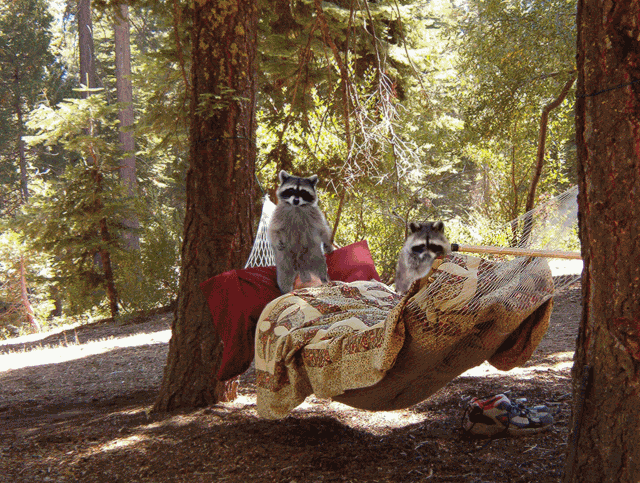 teabagggingracoon.gif (193 KB)