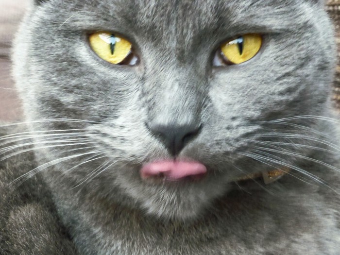 Cats-macy-gray.jpg (770 KB)