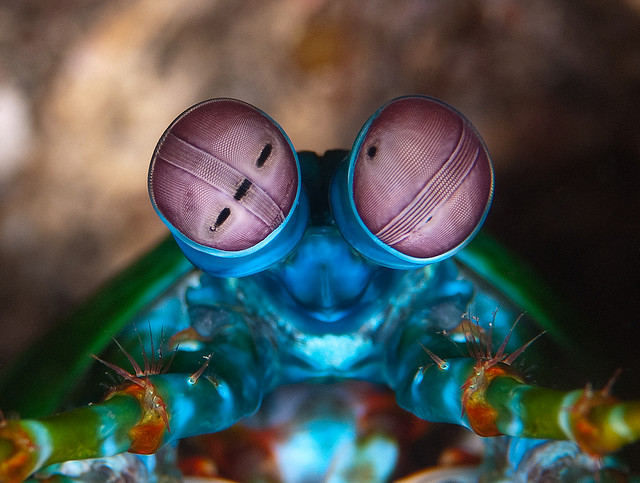 peacock_mantis_shrimp.PNG (640 KB)