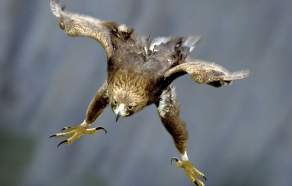 in_for_the_kill.jpg (86 KB)