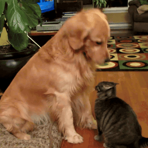 tumblr_mhb08tiPiI1rtpbu8o1_400.gif (1005 KB)