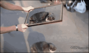 cat-reunification.gif (1020 KB)