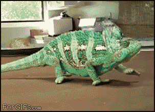 Chameleon_sunglasses.gif (1 MB)