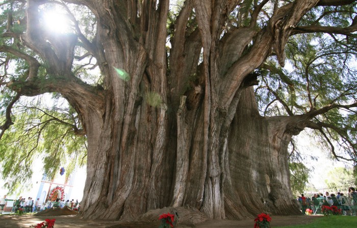 montezuma_cypress.jpg (262 KB)