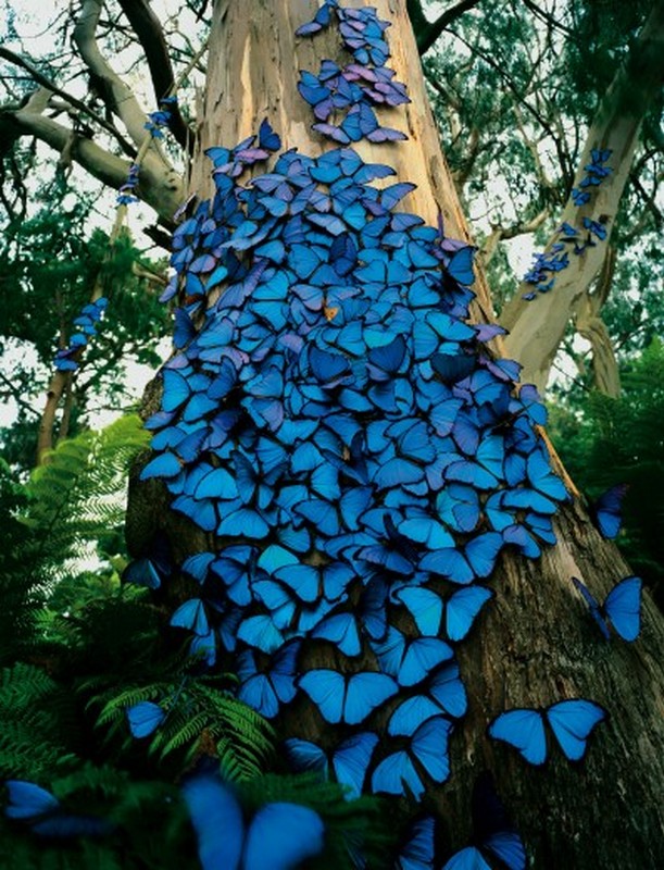 blue-butterflies.jpeg (173 KB)