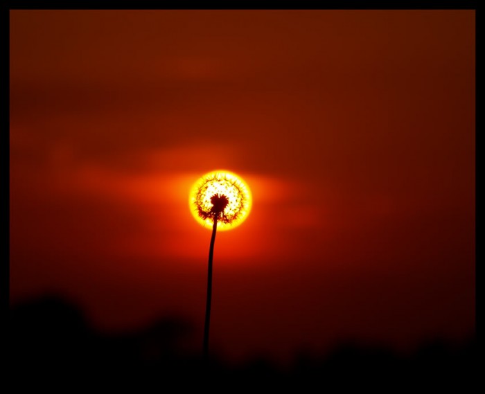 dandelion-eclipse.jpg (29 KB)