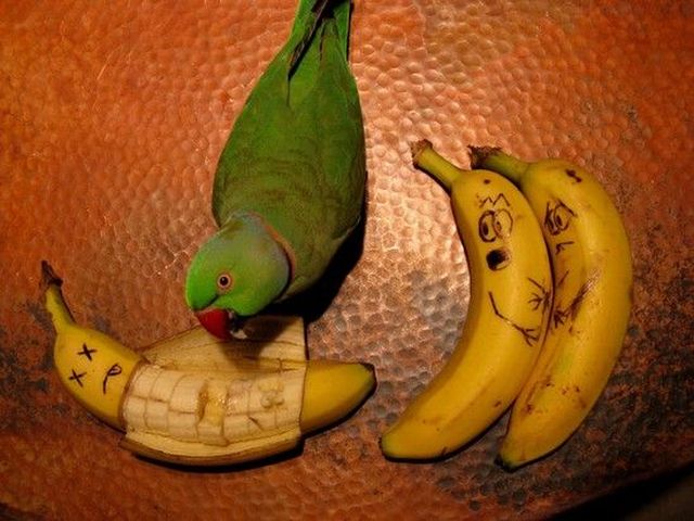 Banana-Eating-Parrot.jpg (57 KB)