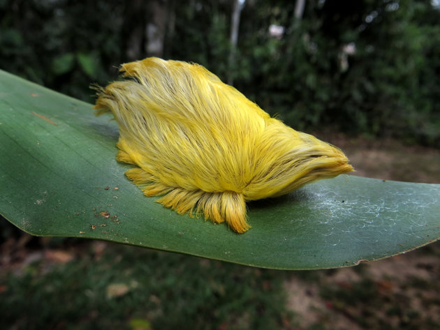 c1e1f09f-c969-4de0-a85f-f2ca7365f28c_DONALD_TRUMP_CATERPILLAR_1.jpg (62 KB)