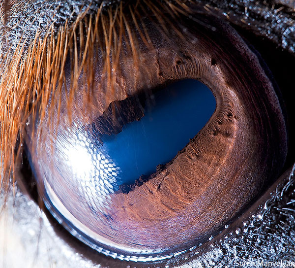 horse-close-up-of-eye-macro-suren-manvelyan.jpg (134 KB)