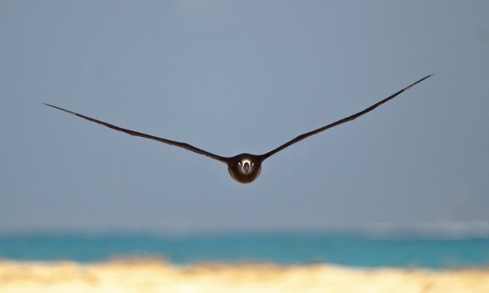 288__800x800_black-footed-albatross-coming-at-you-_y9c9463-midway-atoll-nwr.jpg (21 KB)