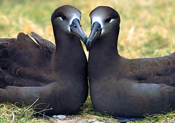 Black-footed-albatross.jpg (51 KB)