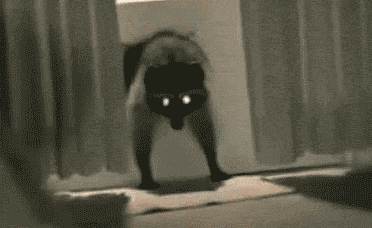 coon+doormat.gif (961 KB)