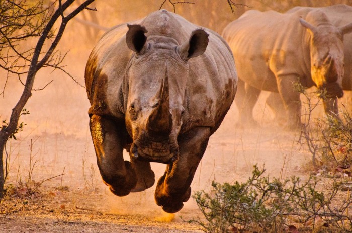 air_rhino.jpg (265 KB)