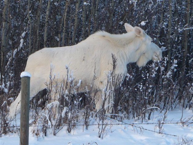 albino-moose-e1375841465634.jpg (100 KB)