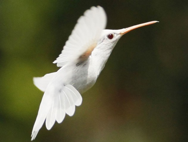 albino-hummingbird-e1375841494469.jpg (37 KB)