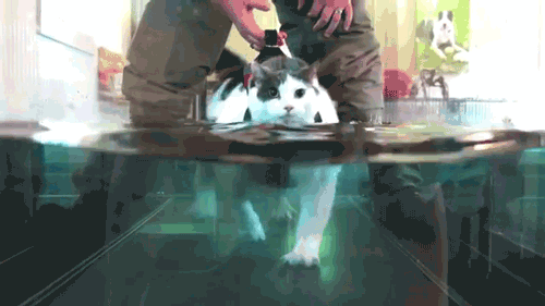 catrefraction.gif (2 MB)