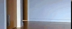 cat-cart-gif.gif (839 KB)