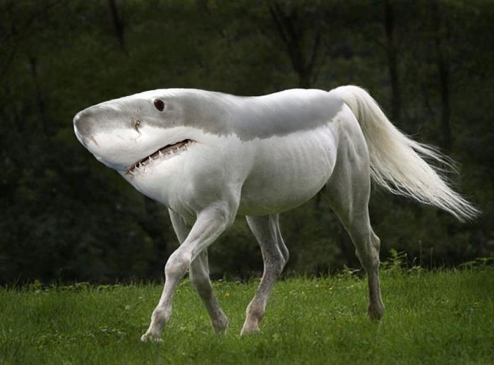sharkhorse.jpg (83 KB)