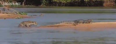 jag-vs-croc.gif (1 MB)