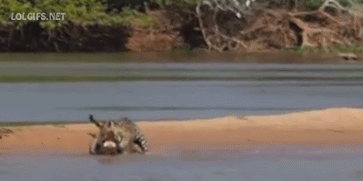 jag-vs-croc2.gif (1 MB)