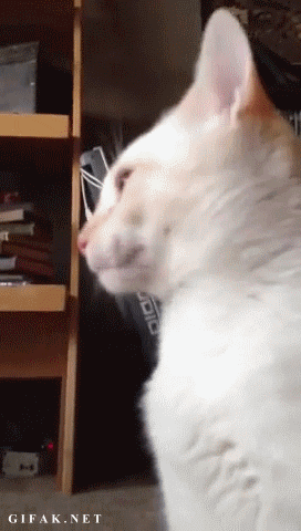 cat-daily-wtf-019-10102013.gif (1 MB)