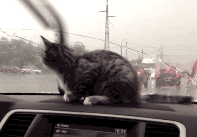cat-daily-wtf-029-10092013.gif (1 MB)