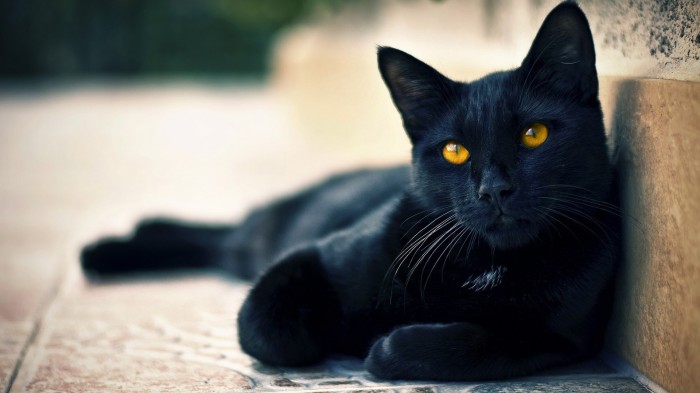 black-cat.jpg (325 KB)